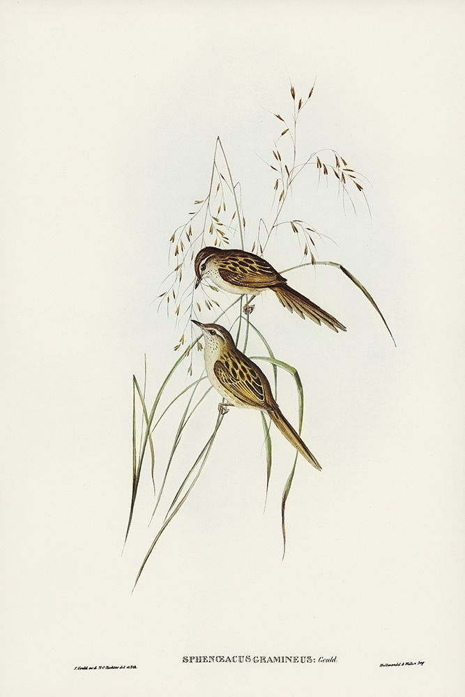 Grass-loving Sphenoeacus-Sphenoeacus gramineus art print by John Gould for $57.95 CAD