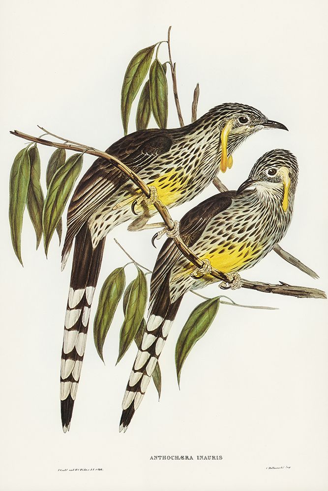 Great Wattled Honey-eater-Anthochaera inauris art print by John Gould for $57.95 CAD