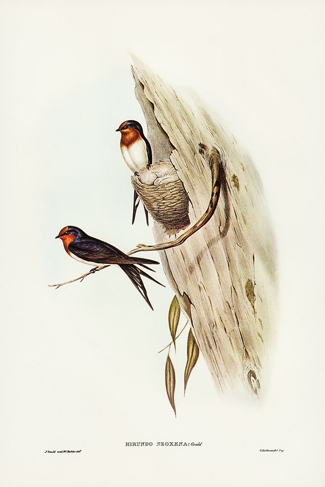 Welcome Swallow-Hirundo neoxena art print by John Gould for $57.95 CAD