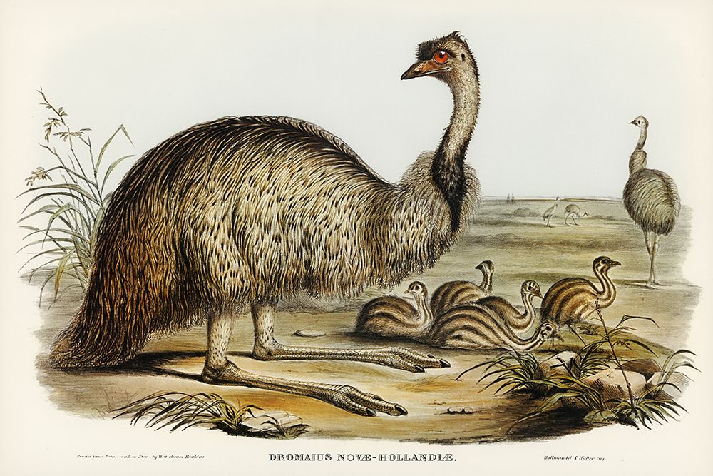The Emu-Dromaius Novae-Hollandiae art print by John Gould for $57.95 CAD