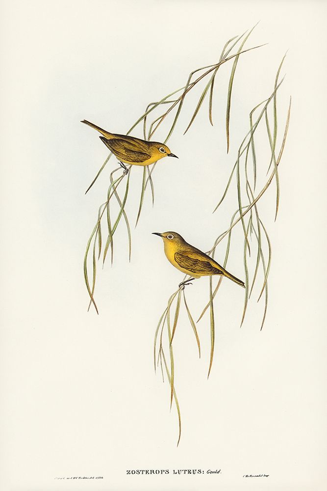 Yellow Zosterops-Zosterops lutcus art print by John Gould for $57.95 CAD
