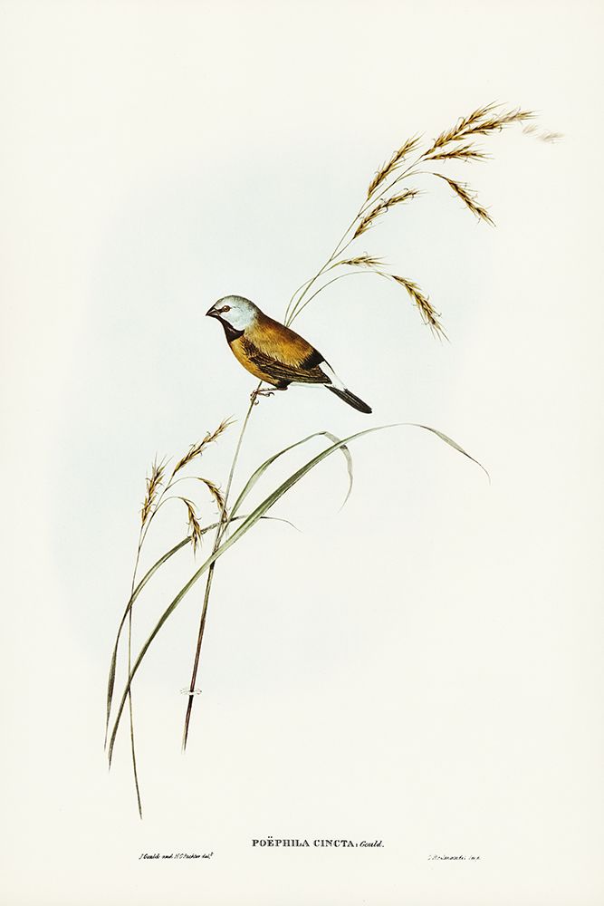 Banded Grass Finch-Poephila cincta art print by John Gould for $57.95 CAD