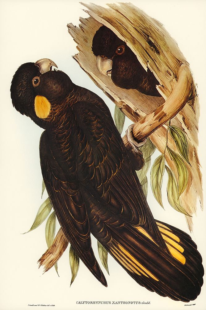 Yellow-eared Black Cockatoo-Calyptorhynchus xanthonotus art print by John Gould for $57.95 CAD