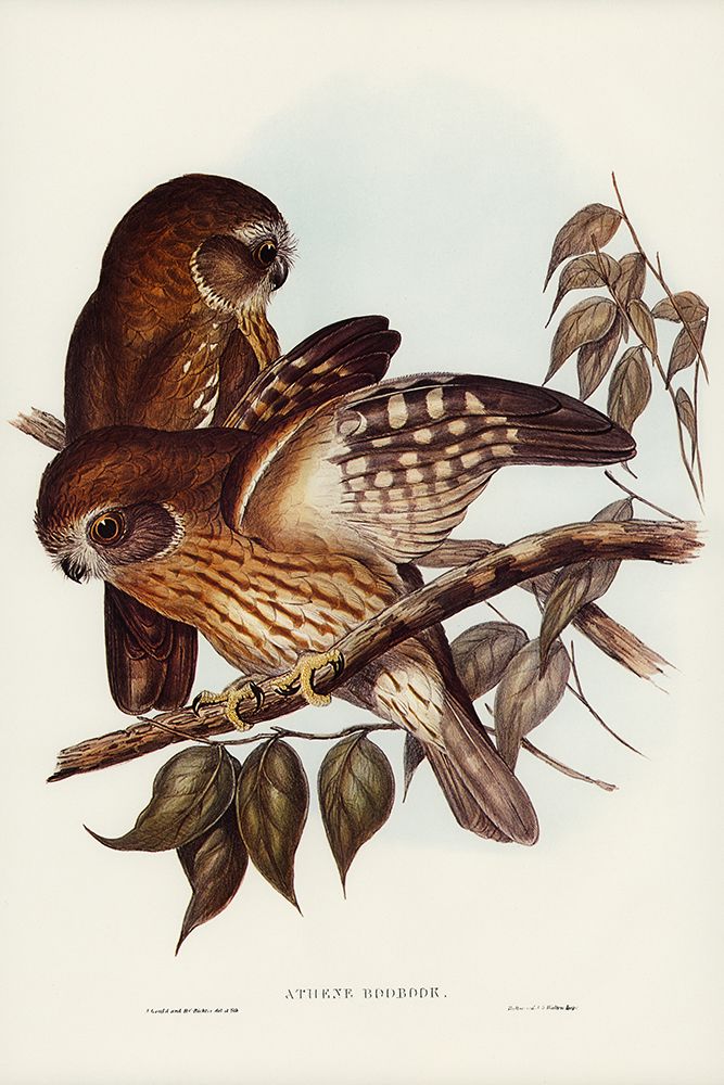 Boobook Owl-Athene boobook art print by John Gould for $57.95 CAD