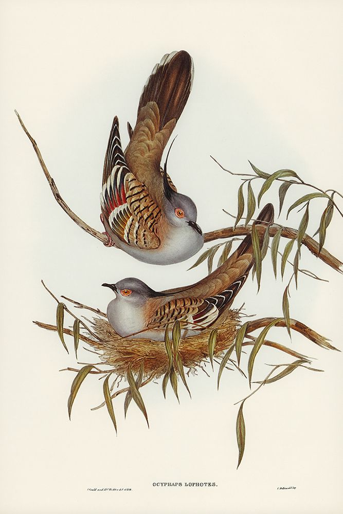 Crested Pigeon-Ocyphaps Lophotes art print by John Gould for $57.95 CAD