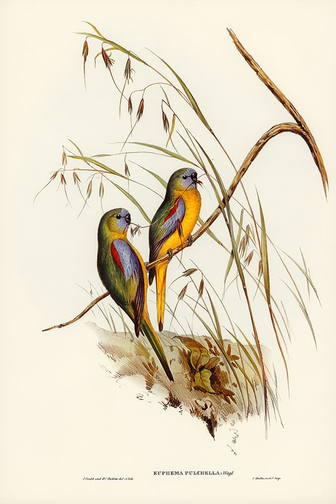 Chestnut-shouldered Grass-Parakeet-Euphema pulchella art print by John Gould for $57.95 CAD