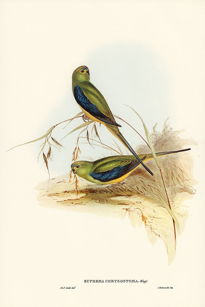 Blue-banded Grass-Parakeet-Euphema chrysostoma art print by John Gould for $57.95 CAD