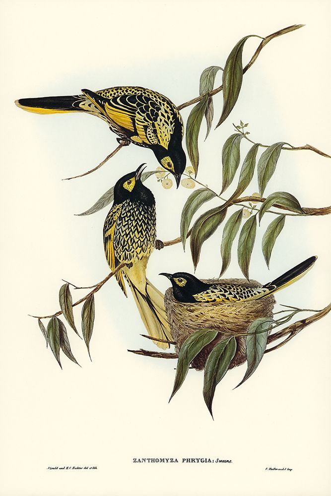 Warty-faced Honey-eater-Zanthomyza Phrygia art print by John Gould for $57.95 CAD