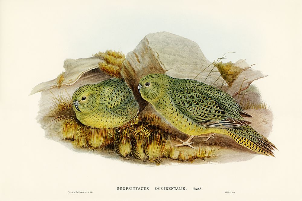 Nocturnal Ground-Parakeet-Geopsittacus occidentalis art print by John Gould for $57.95 CAD