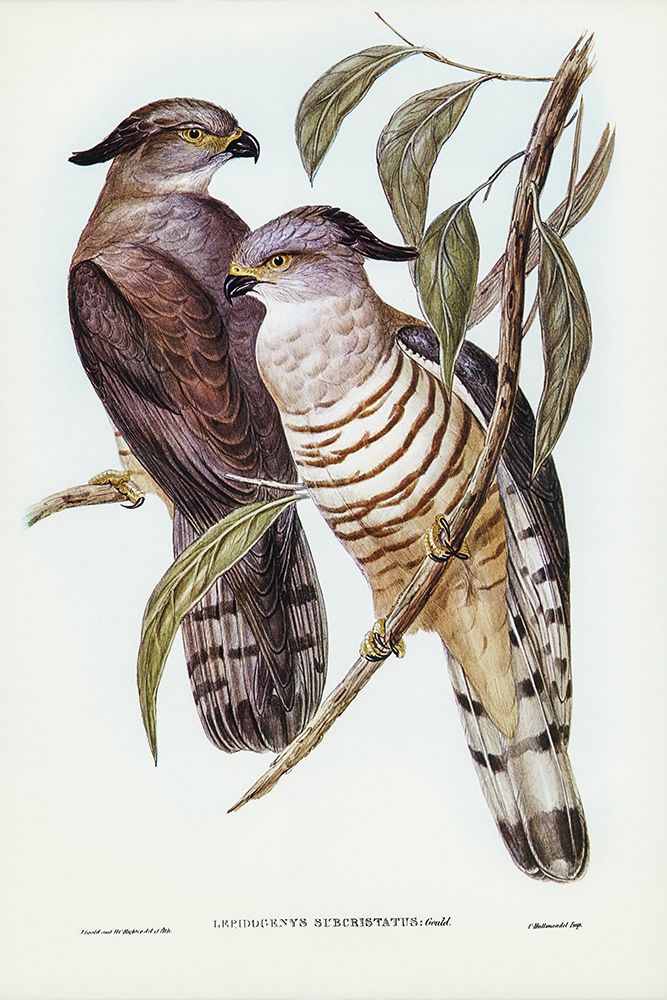 Crested Hawk-Lepidogenys subcristatus art print by John Gould for $57.95 CAD