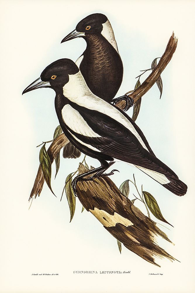 White-backed Crow-Shrike-Gymnorhina leuconota art print by John Gould for $57.95 CAD
