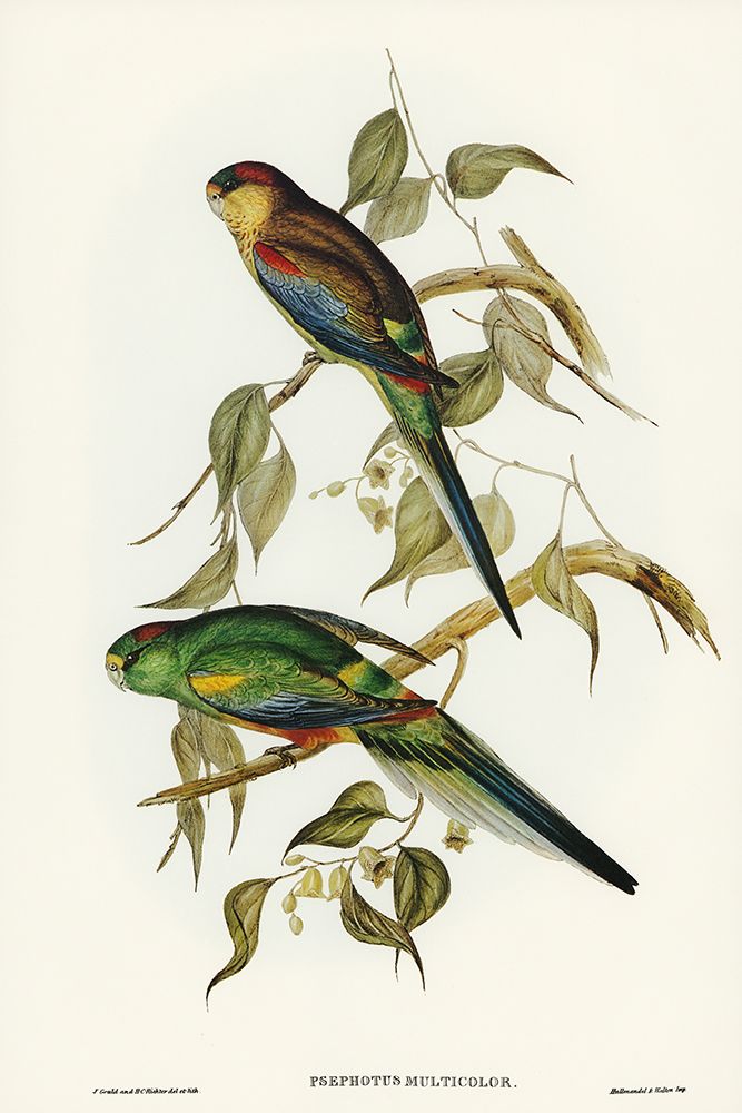 Many-coloured Parakeet-Psephotus multicolor art print by John Gould for $57.95 CAD