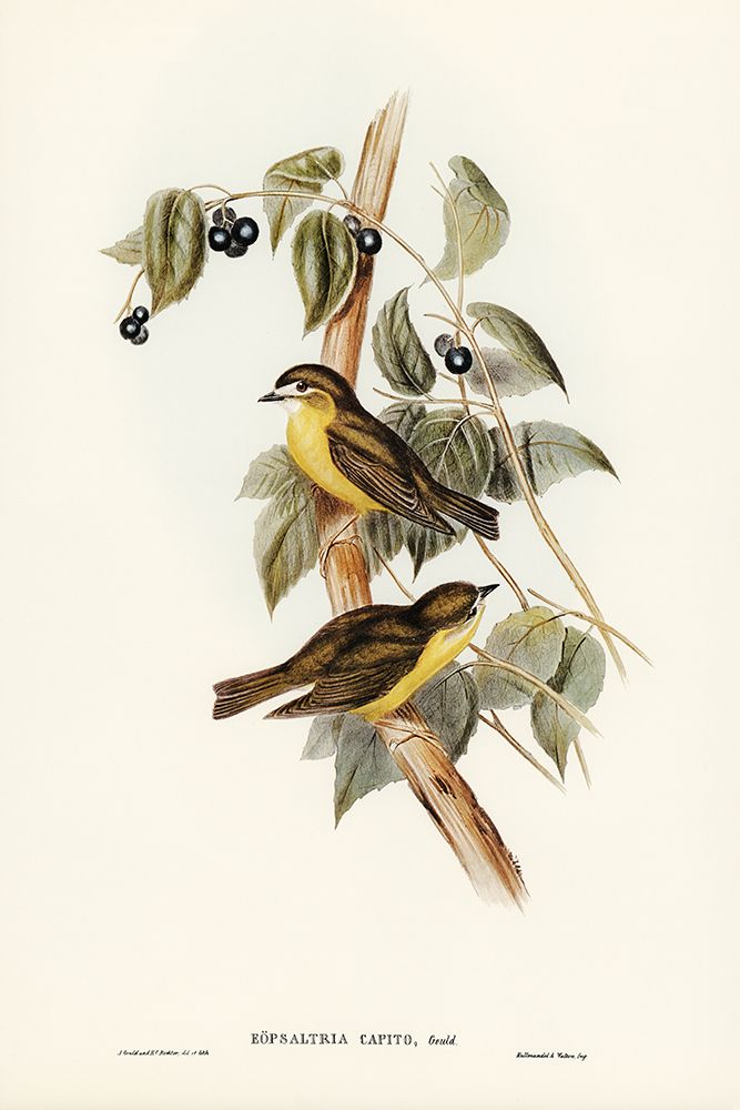Large-headed Robin-Eopsaltria capito art print by John Gould for $57.95 CAD