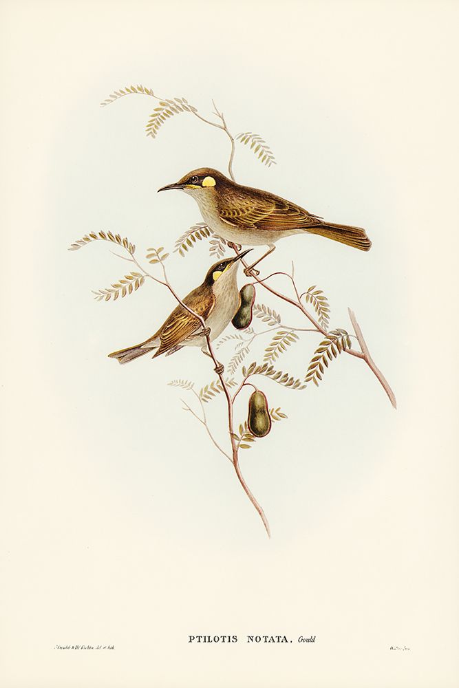 Yellow-spotted Honey-eater-Ptilotis notata art print by John Gould for $57.95 CAD