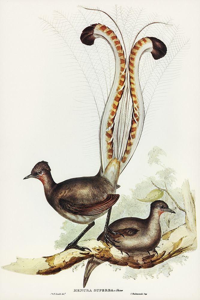 Lyre Bird-Menura superba art print by John Gould for $57.95 CAD