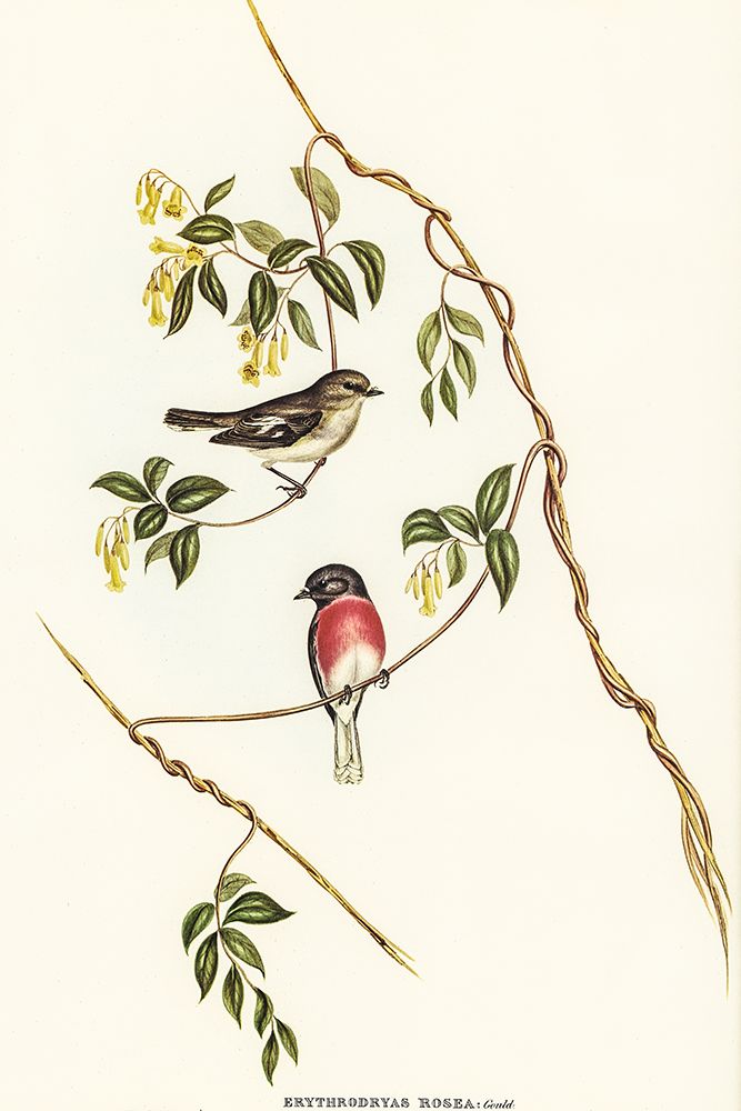 Rose-breasted Wood-robin-Erythrodryas rosea art print by John Gould for $57.95 CAD