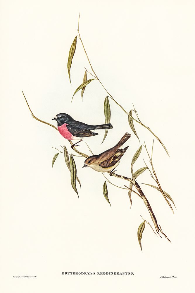 Pink-breasted Wood-robin-Erythrodryas rhodinogaster art print by John Gould for $57.95 CAD