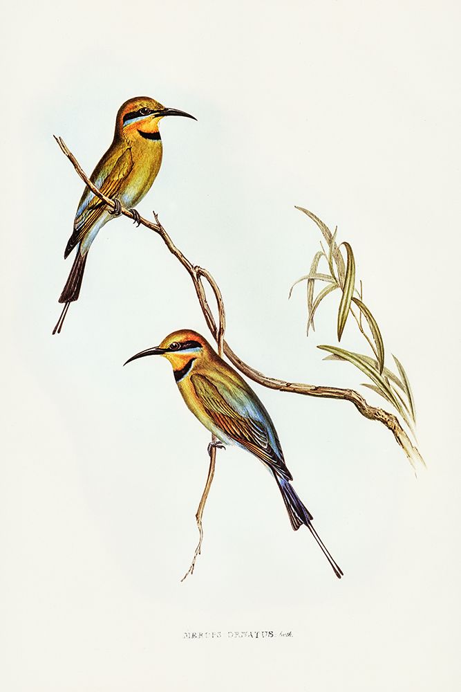 Australian Bee-eater-Merops ornatus art print by John Gould for $57.95 CAD