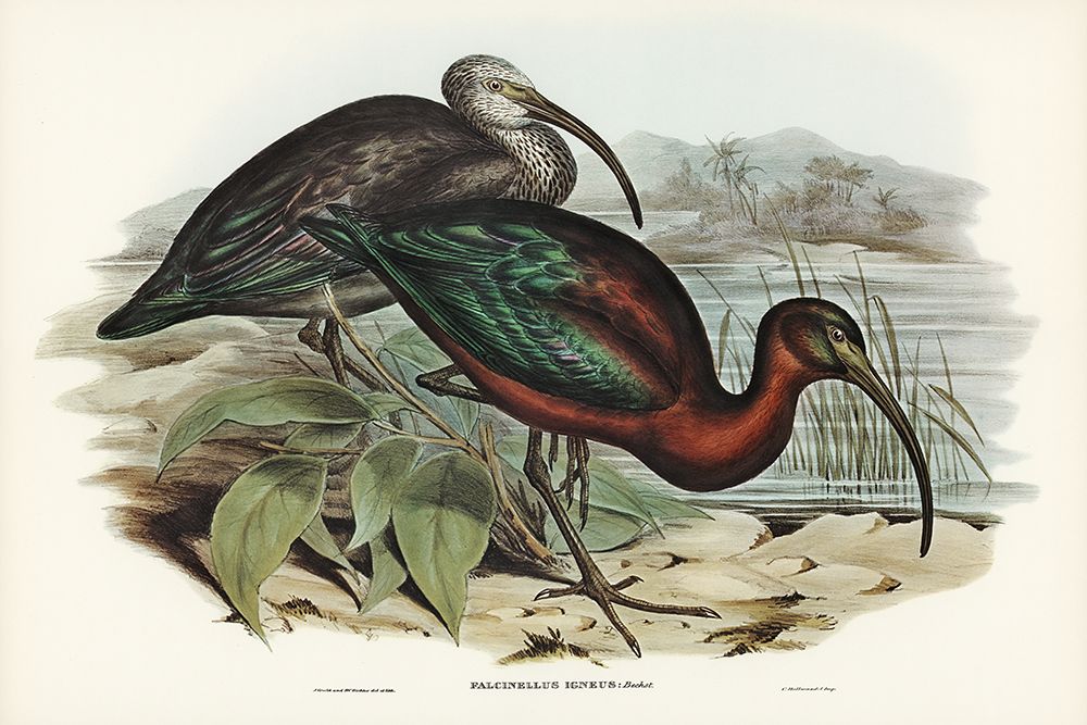 Glossy Ibis-Falcinellus igneus art print by John Gould for $57.95 CAD