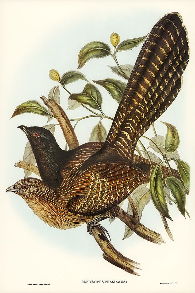 Pheasant Cuckoo-Centropus Phasianus art print by John Gould for $57.95 CAD