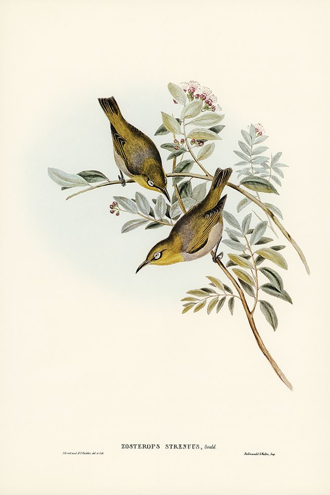 Robust Zosterops-Zosterops strenuus art print by John Gould for $57.95 CAD