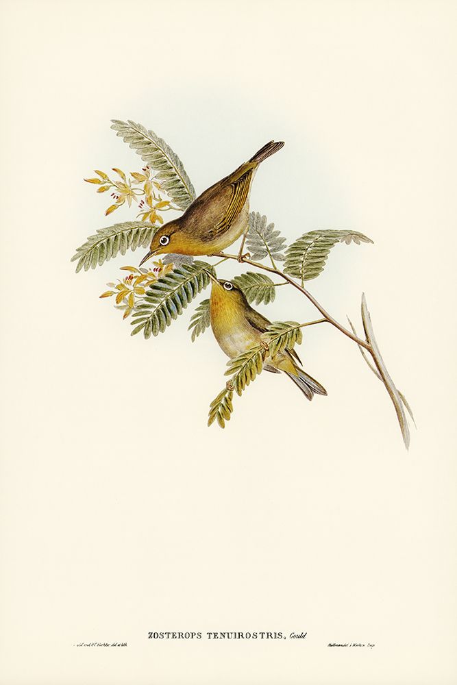 Slender-billed Zosterops-Zosterops tenuirostris art print by John Gould for $57.95 CAD