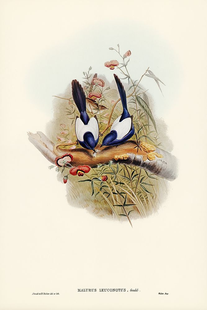 White-backed Superb Warbler-Malurus leuconotus art print by John Gould for $57.95 CAD