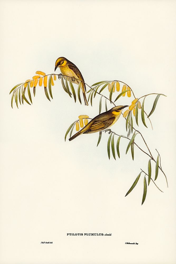 Plumed Honey-eater-Ptilotis plumulus art print by John Gould for $57.95 CAD