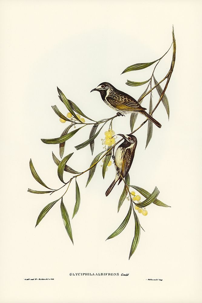 White-fronted Honey-eater-Glyciphila albifrons art print by John Gould for $57.95 CAD