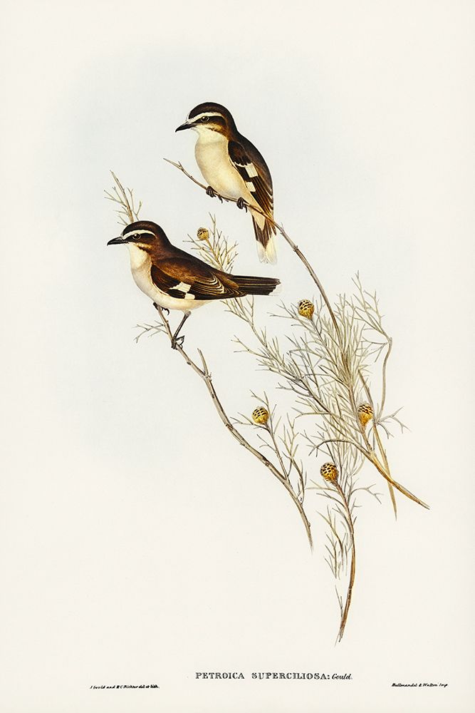 White-eyebrowed Robin-Petroica superciliosa art print by John Gould for $57.95 CAD
