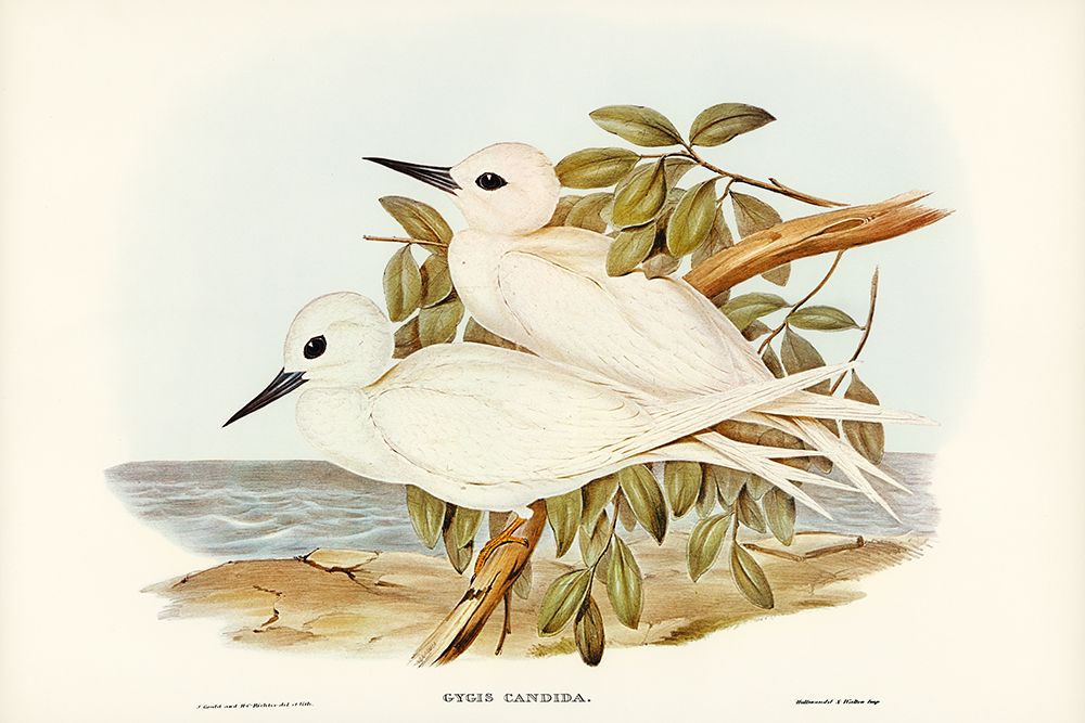 White Tern-Gygis candida art print by John Gould for $57.95 CAD