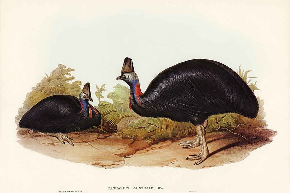 Australian Cassowary-Casuarius australis art print by John Gould for $57.95 CAD