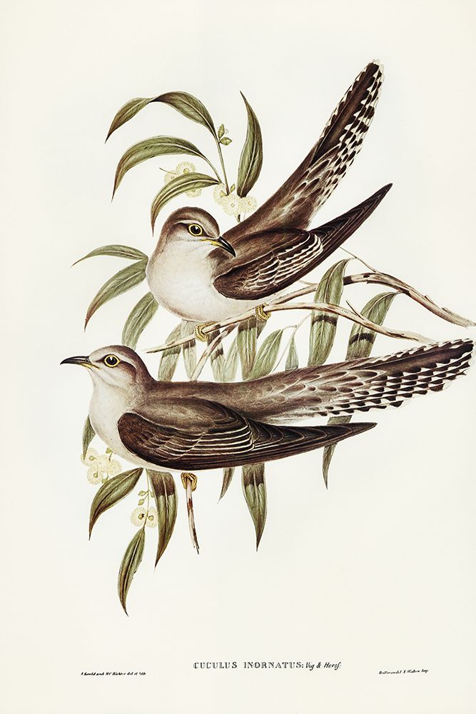 Unadorned Cuckoo-Cuculus inornatus art print by John Gould for $57.95 CAD