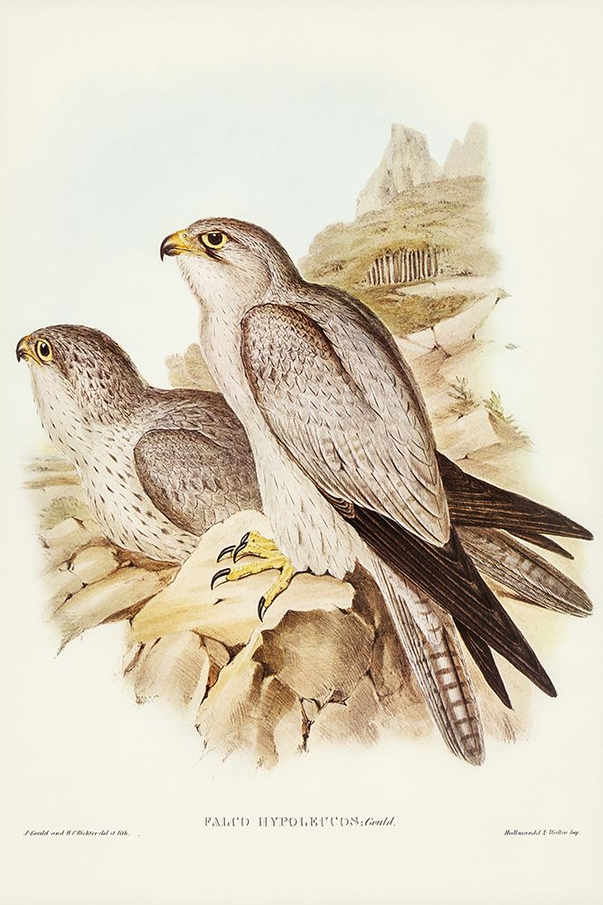 Gray falcon-Falco Hypoleucus art print by John Gould for $57.95 CAD