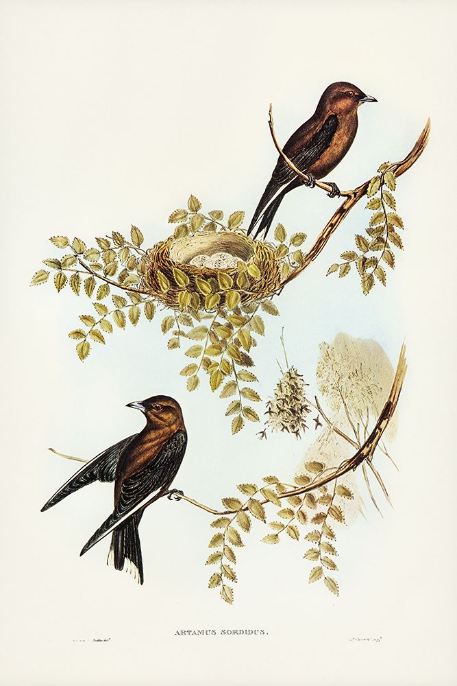 Wood Swallow-Artamus sordid art print by John Gould for $57.95 CAD