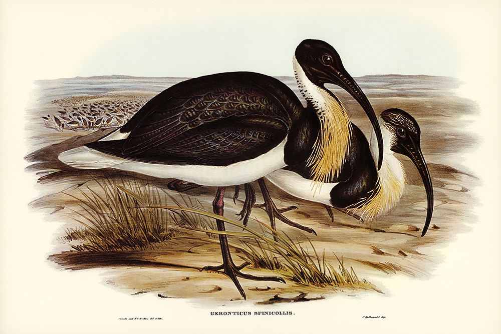 Straw-necked Ibis-Geronticus spinicollis art print by John Gould for $57.95 CAD