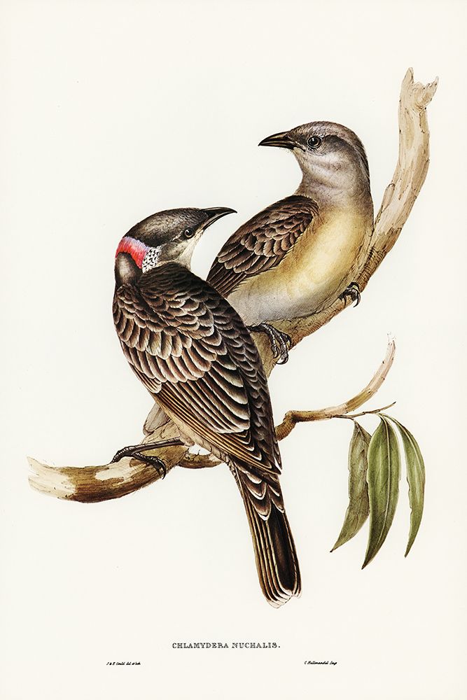 Great Bower Bird-Chlamydera nuchalis art print by John Gould for $57.95 CAD