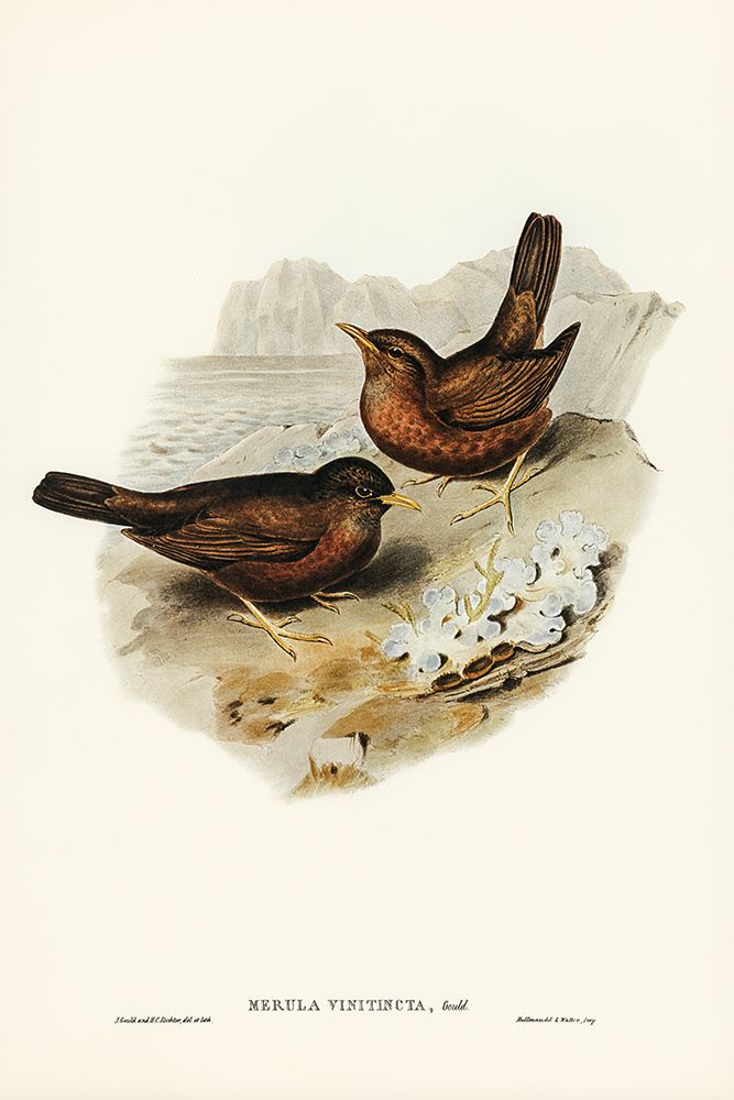 Vinous-tinted Blackbird-Merula vinitincta art print by John Gould for $57.95 CAD