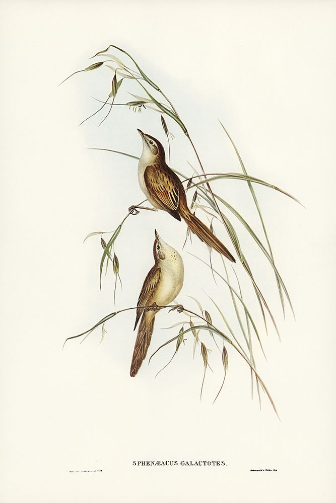 Tawny Sphenoeacus-Phenoeacus galactotes art print by John Gould for $57.95 CAD