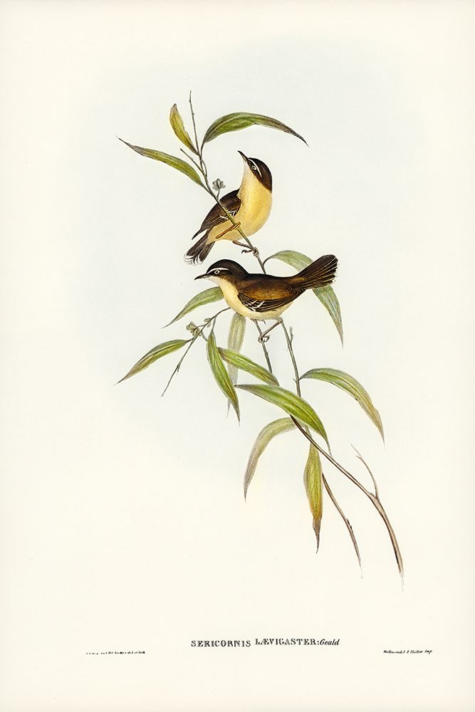 Buff-breasted scrubwren-Sericornis laevigaster art print by John Gould for $57.95 CAD