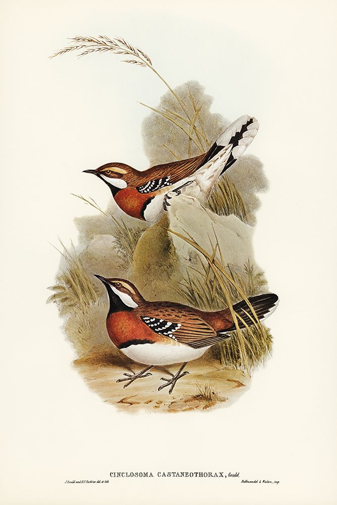 Chestnut-breasted Ground-Thrush-Cinclosoma castaneothorax art print by John Gould for $57.95 CAD