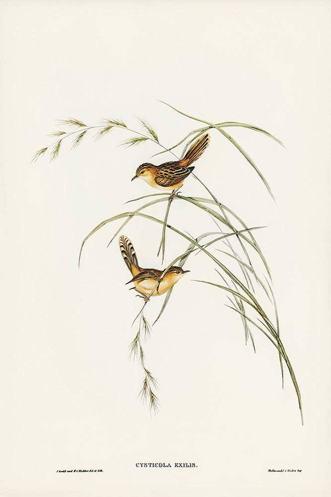 Exile Warbler-Cysticola exilis art print by John Gould for $57.95 CAD
