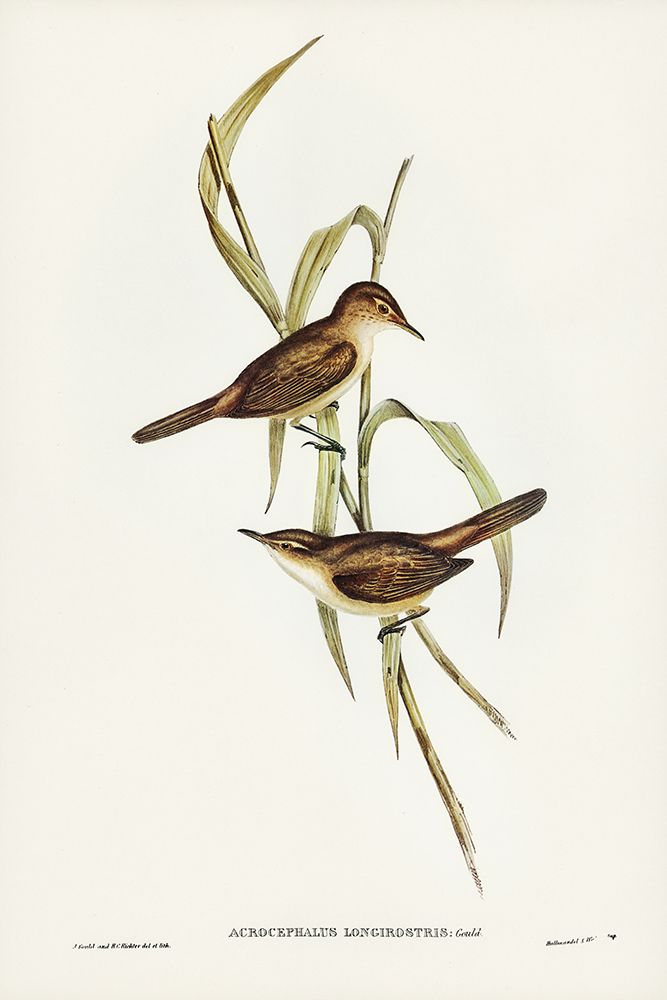 Long-billed Reed Warbler-Acrocephalus longirostris art print by John Gould for $57.95 CAD