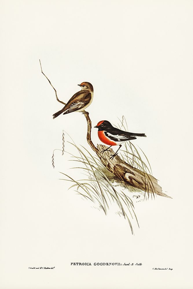 Red-capped Robin-Petroica Goodenovii art print by John Gould for $57.95 CAD
