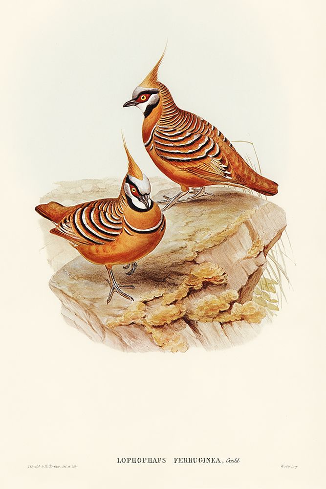 Rust-coloured Bronzewing-Lophophaps ferruginea art print by John Gould for $57.95 CAD
