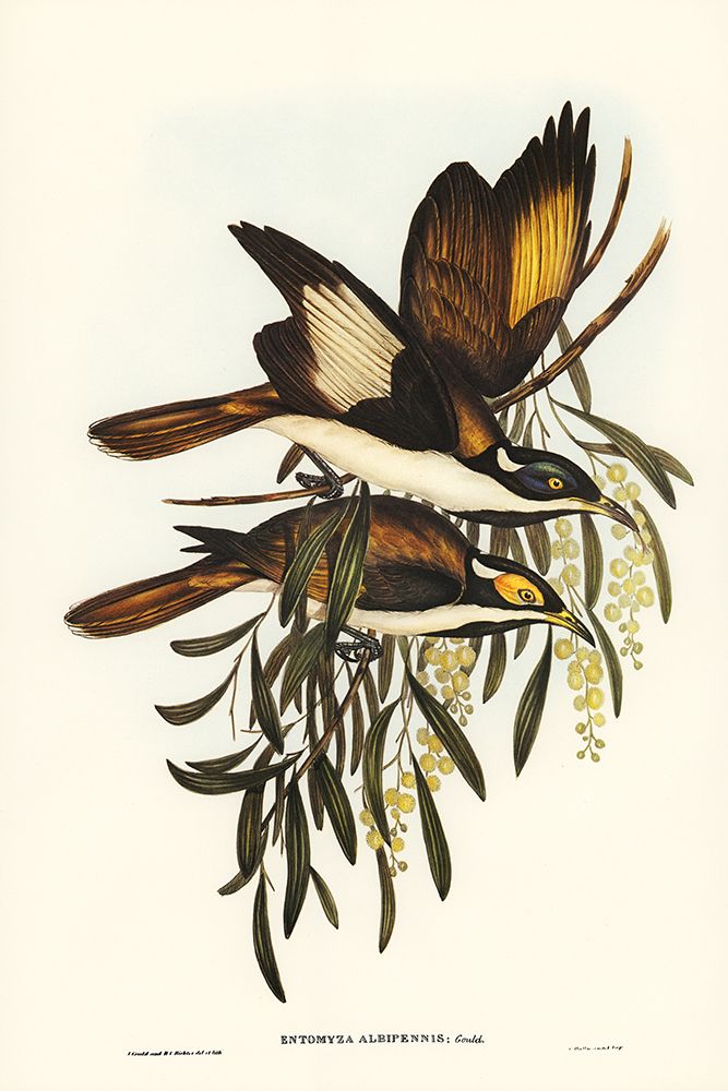 White-pinioned Honey-eater-Entomyza albipennis art print by John Gould for $57.95 CAD