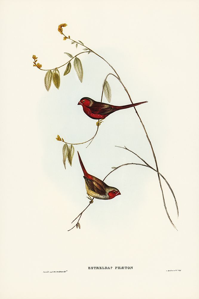 Crimson Finch-Estrelda Phaeton art print by John Gould for $57.95 CAD