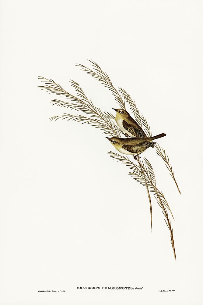 Green-backed Zosterops-Zosterops chloronotus art print by John Gould for $57.95 CAD