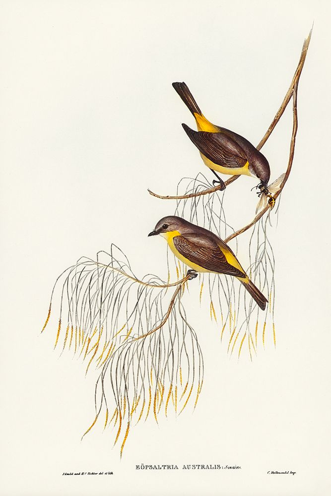 Yellow-breasted Robin-Eopsaltria Australis art print by John Gould for $57.95 CAD