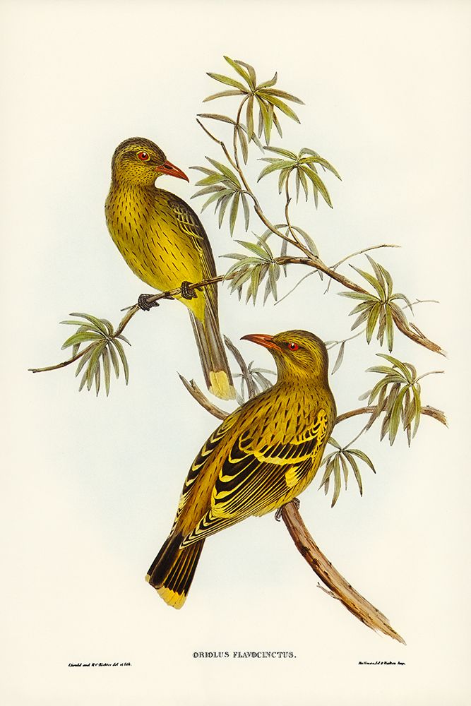 Crescent-marked Oriole art print by John Gould for $57.95 CAD